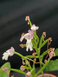 Image result for Cynorkis debilis