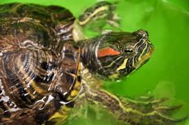 The Complete Care Guide For Your Red Ear Slider Turtle For Free