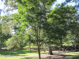Image result for Dalbergia nitidula
