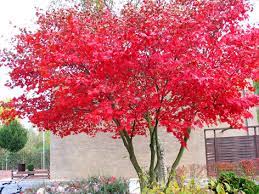Kırmızı yapraklı akçaağaç bitkisini dikeceğiniz bahçe toprağını analiz ettirmek ve sonrasında toprağınızın besin maddesi içeriğine göre gübreleme yapmak izleyeceğiniz en doğru yoldur. Akcaagac Nedir Nasil Bir Agactir Bilgiustam