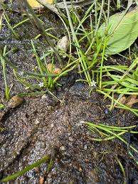 Image result for Limosella capensis