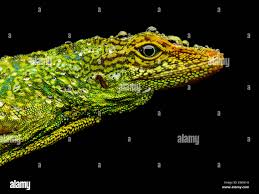 Image result for Anolis gemmosus