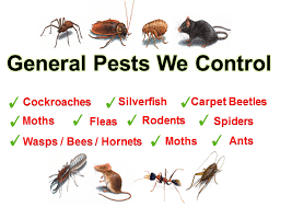 Don't let roaches, bed bugs, termites, rats or other pests ruin your home. Pest Control Sunshine Coast Termites Maroochydore R Pics Pests Pest Control Pest Control Services