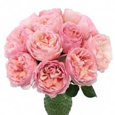 Seashell Beach Garden Rose Rose Flower Arrangements Light Pink Rose Peony Rose