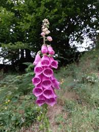 Image result for Digitalis purpurea
