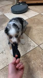 9 Cute Puppies Videos Australian Shepherd In 2020 Aussie Shepherd Puppy Aussie Dogs Mini Aussie Puppy