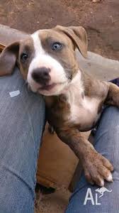 Rhodesian ridgeback puppies coming up for summer, 2021. Strong American Staffy X Ridgeback Puppies For Sale In Albert Park South Australia Classified Australialisted Com