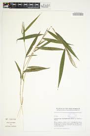 Image result for Poecilostachys oplismenoides