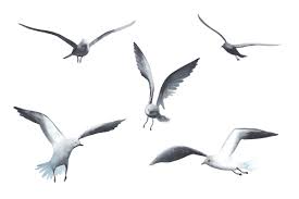 Lighthouses And Seagulls Watercolor Seagull Illustration Seagull Tattoo Beach Drawing