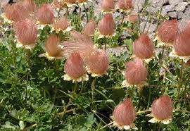 Where are the spreading avens in north carolina? 5 Geum Reptans Seeds Creeping Avens Plant Seeds Flores Ramos Rosas