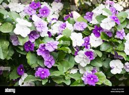 Image result for Brunfelsia australis