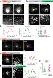 An animal cell does not possess a. A Straightforward Approach For Bioorthogonal Labeling Of Proteins And Organelles In Live Mammalian Cells Using A Short Peptide Tag Bmc Biology Full Text