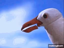 Check out all our blank memes. Seagull Meme On Make A Gif