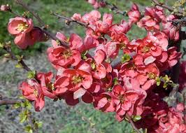 Chaenomeles japonica red flowering quince old timey tree plant shrub no shipping to ca. Dave Wilson Nursery
