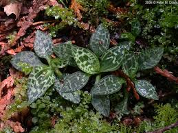 Image result for Goodyera