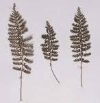 Image result for Asplenium blastophorum