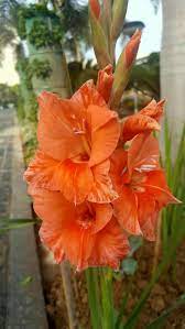 Pin By Mona Moni On Gladiola Pretty Flowers Flower Garden Gladiolus