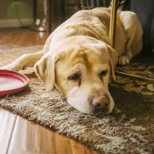 Heat exhaustion in dogs can lead to serious and potentially fatal conditions such as heat stroke and cardiac arrest. The Warning Signs Of Heat Stroke In Dogs As Temperatures Hit 26c In Scotland Daily Record