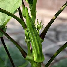 Image result for Abelmoschus esculentus