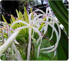 Image result for Crinum minimum