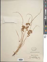 Image result for Courtoisina assimilis