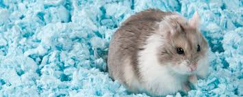 Quelle Litiere Pour Mon Hamster Nac Magazine