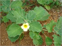 Image result for Pedalium