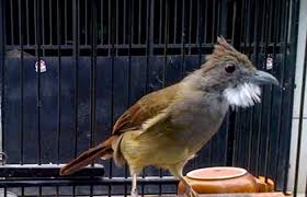 Burungid.com situs yang membahas tentang jenis burung, cara merawat burung, harga burung terbaru dan download suara burung. Cara Merawat Burung Cucak Jenggot Mabung Agar Cepat Selesai Referensi Dunia Kicau Mania Indonesia Terpercaya
