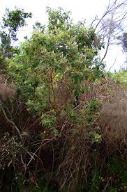 Image result for Rhynchosia clivorum