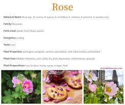 Check spelling or type a new query. Rose Benefits