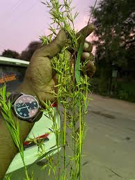 Image result for Courtoisina cyperoides