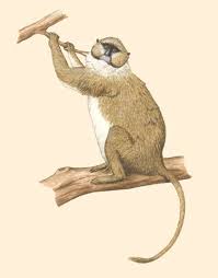 Allen's swamp monkey can reach a full body length from 45 to 60 centimetres with a 50. Adw Allenopithecus Nigroviridis Information