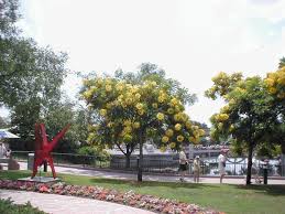 Pick up fallen pods, split them open and remove the seeds, placing them in a cup or bowl. Plantfiles Pictures Cassia Species Gold Medallion Tree Cassia Leptophylla By Metros