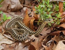The ribbon snake is especially fond of frogs. Eastern Garter Snake