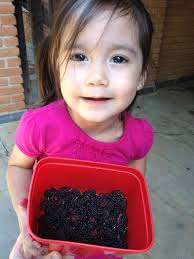 Breanna, Veronica, and Sarah go wild berry hunting, cooking, and eating.