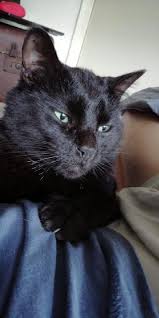 Plant care included no pets r150/day. Dog Cat House Sitting Services By Pet Sitters At Cape Town Cape Town Jason Pet House Sitting Petbacker Western Cape
