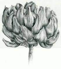 Artichoke Pencil Study Botanical Illustration Drawing Examples Drawings