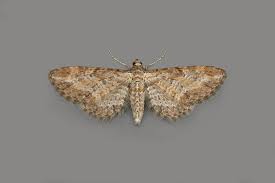 Image result for Eupithecia subumbrata