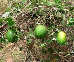 Image result for Lagenaria sphaerica