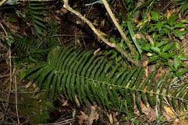 Image result for Pneumatopteris