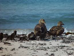 Dominant is the black and white contrast of the plumage. Die Eiderente Schwerste Ente Der Nordsee
