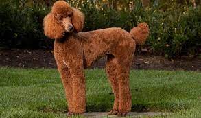 Poodle Breed Information
