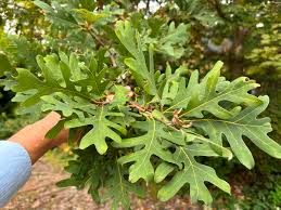 Image result for white oak leaf