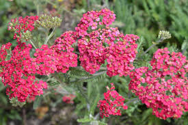 We did not find results for: California Native Plants In Commercial Landscapes Deering Design