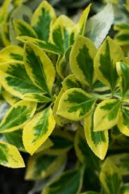 These shrub leaf are customizable and available in all plant varieties. 4 Evergreen Shrubs To Add Great Year Round Color To Your Landscape