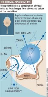 In addition, their body is short and round, with soft lines of around 5.5 cm thick. Deep Sea Fish Uses Mirror Magic To Reflect Light Sciencedirect