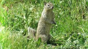 The california ground squirrel, otospermophilus beecheyi, (also called the beechey ground squirrel or digger squirrel), are the most common ground squirrel in california, though in the little lake valley i seldom see them. California Ground Squirrels Youtube