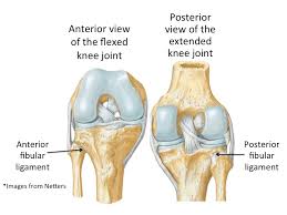 Is The Knee In Danger In A Figure 4 Position Sara Doyle Yoga And Anatomy
