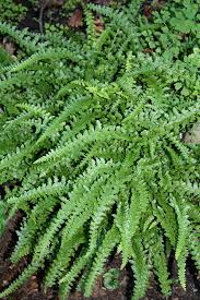 Image result for Microglossa densiflora