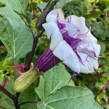 Image result for Datura